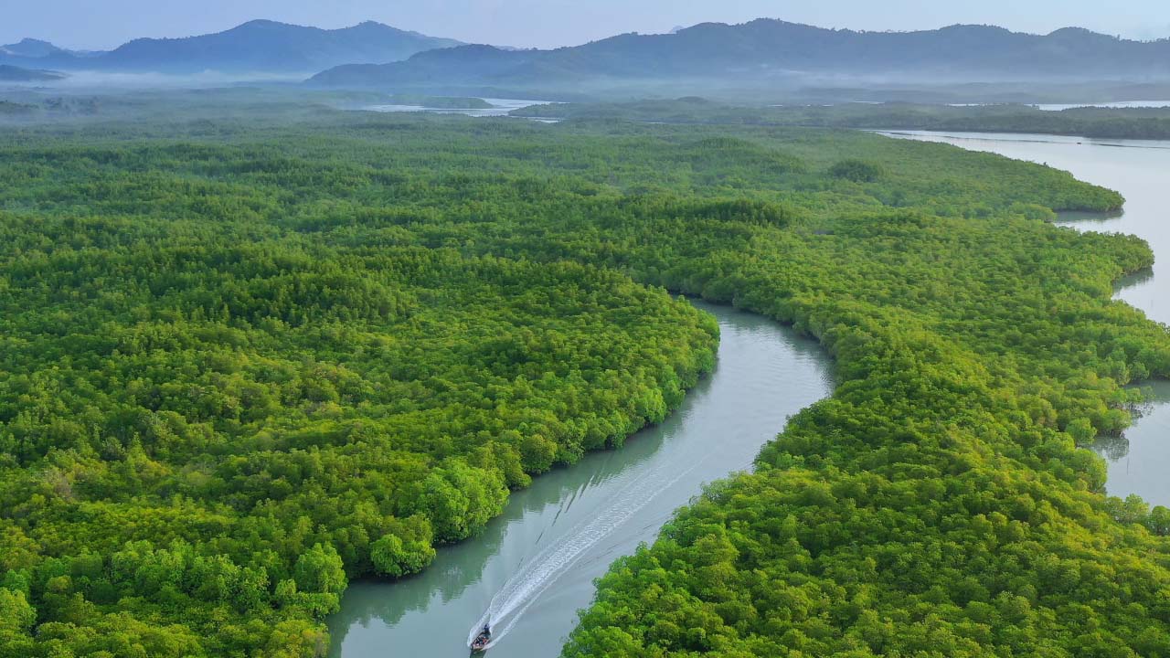 Tropical Paradise Found: Exploring Earth’s Rainforests