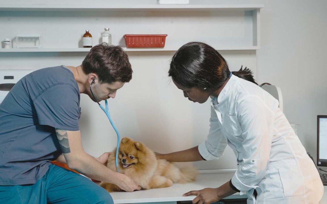 Pet First Aid Tips: Preparing for an Emergency Trip to the Vet